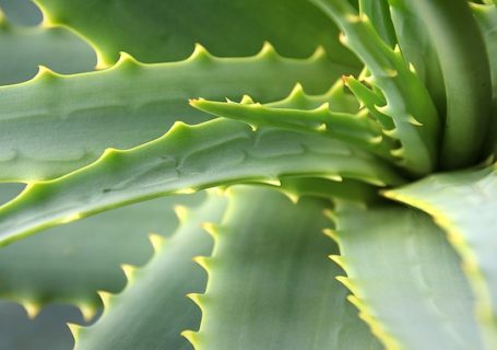 Aloe Arborescens – gesundheitliche Wirkung und Anwendungsgebiete