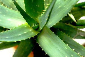 Aloe Vera Saft – Wirkung, Anwendung und mögliche Nebenwirkungen