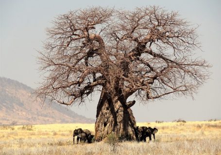 Baobab – Ursprung, Wirkung und Anwendung