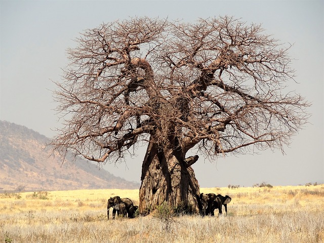 Baobab – Ursprung, Wirkung und Anwendung