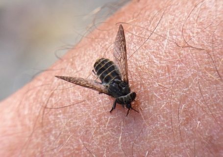 Welche Hausmittel gibt es gegen Bremsenstich – Was hilft?