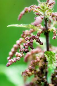 Brennesselsamen – Dosierung, Wirkung und Anwendungsbereiche