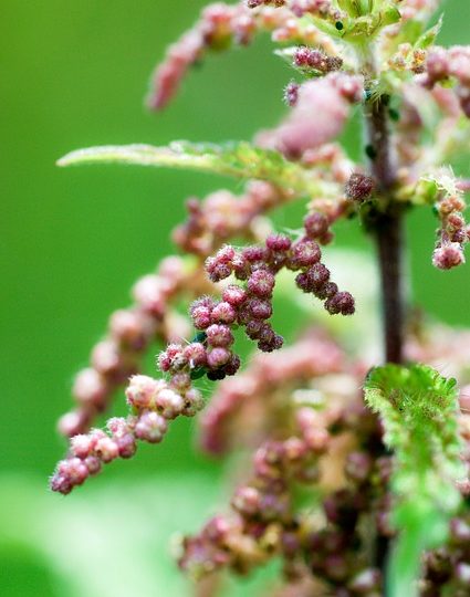 Brennesselsamen – Dosierung, Wirkung und Anwendungsbereiche