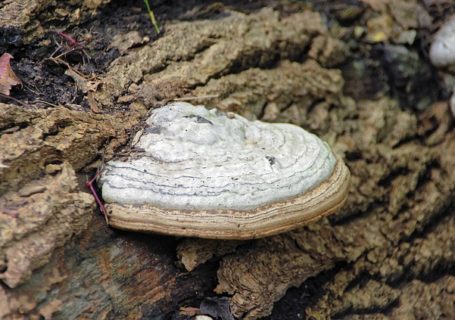 Chaga Pilz – gesundheitliche Vorteile, Anwendung und Nebenwirkungen