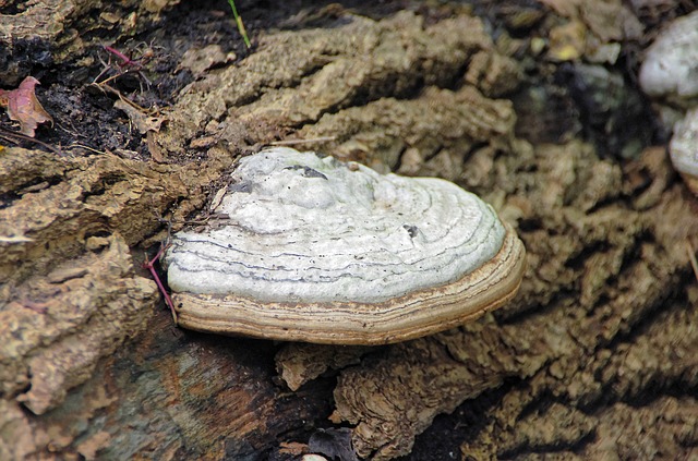 Chaga Pilz – gesundheitliche Vorteile, Anwendung und Nebenwirkungen