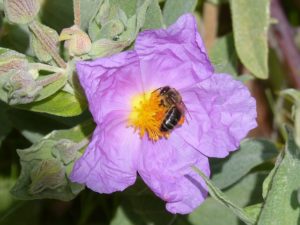 Cistus Tee – antivirale Wirkung und weitere positive Eigenschaften