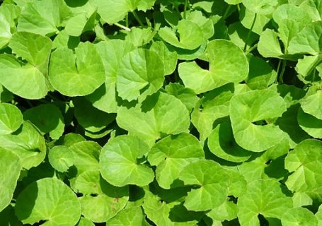 Gotu Kola – Wirkung, traditionelle Nutzung und erweiterte Anwendung