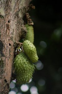 Graviola Stachelannone – Anwendungsgebiete, Eigenschaften und Wirkung