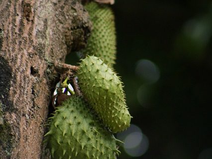 Graviola Stachelannone – Anwendungsgebiete, Eigenschaften und Wirkung