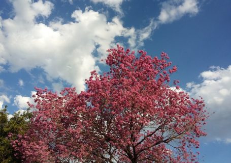 Lapacho Tee – Definition, Wirkung und Zubereitung