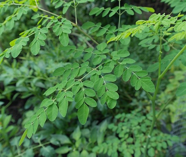 Moringa Oleifera – Ursprung, Beschreibung und Anwendungsgebiete
