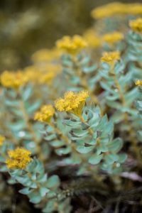 Rhodiola Rosea – Produktformen, Wirkung und Dosierung