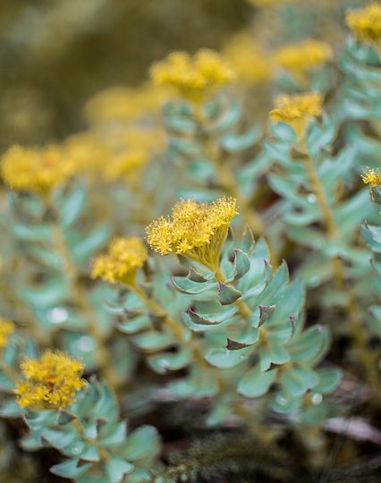 Rhodiola Rosea – Produktformen, Wirkung und Dosierung