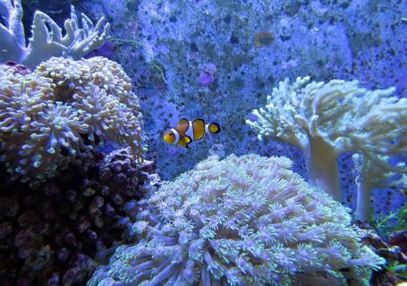 Sango Meereskoralle – Wirkung, Handelsformen und Anwendungsgebiete