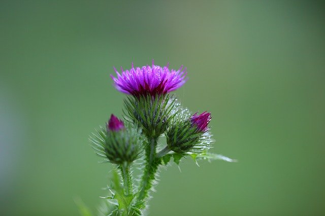 Mariendistel Blüte im Fokus